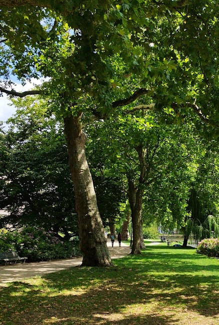 A row of mature trees with thick trunks and lush green foliage lines a paved pathway in a park setting. Sunlight filters through the leaves, casting dappled shadows on the ground. In the background, two people walk along the path, which is bordered by well-maintained grass and additional trees and shrubs. The scene appears peaceful and inviting, with the natural environment suited for outdoor leisure or casual strolls. This setting could be associated with house removals or moving services that include packing and transporting belongings in residential or park areas near Ravenscourt Park, as referenced on the page about same-day removals in W6 at manwithavanravenscourtpark.co.uk.