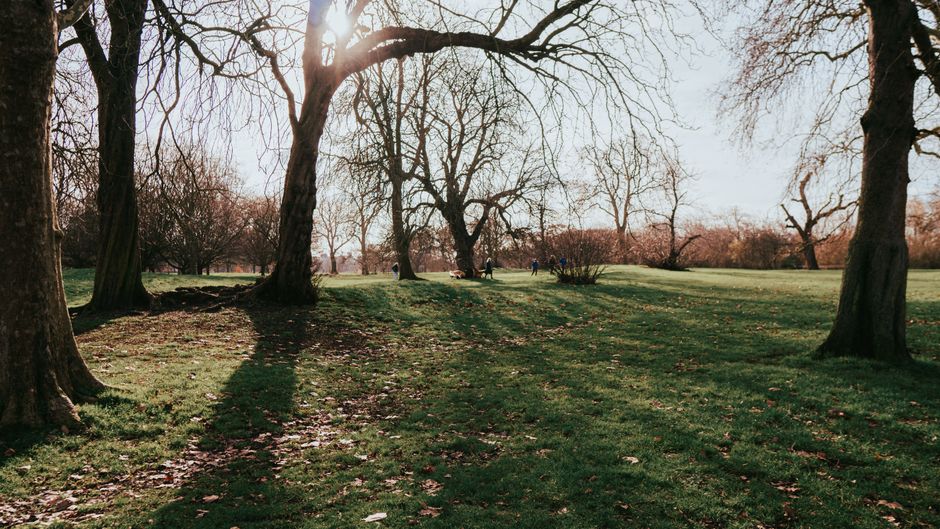 A wide outdoor scene featuring several mature, leafless trees with thick trunks and sprawling branches casting long shadows on the grassy ground, which is scattered with fallen leaves. The sunlight filters through the branches, creating a warm glow and illuminating the park area. In the background, a few people can be seen walking or sitting on benches, with additional trees and open space visible in the distance. The setting appears to be a public park during late autumn or early winter, with a calm and peaceful environment. This image captures the natural landscape typical of Ravencourt Park, useful for illustrating outdoor environments involved in house removals and moving services provided by manwithavanravenscourtpark.co.uk, showcasing the scenic area clients might pass through during furniture transport or home relocation processes.